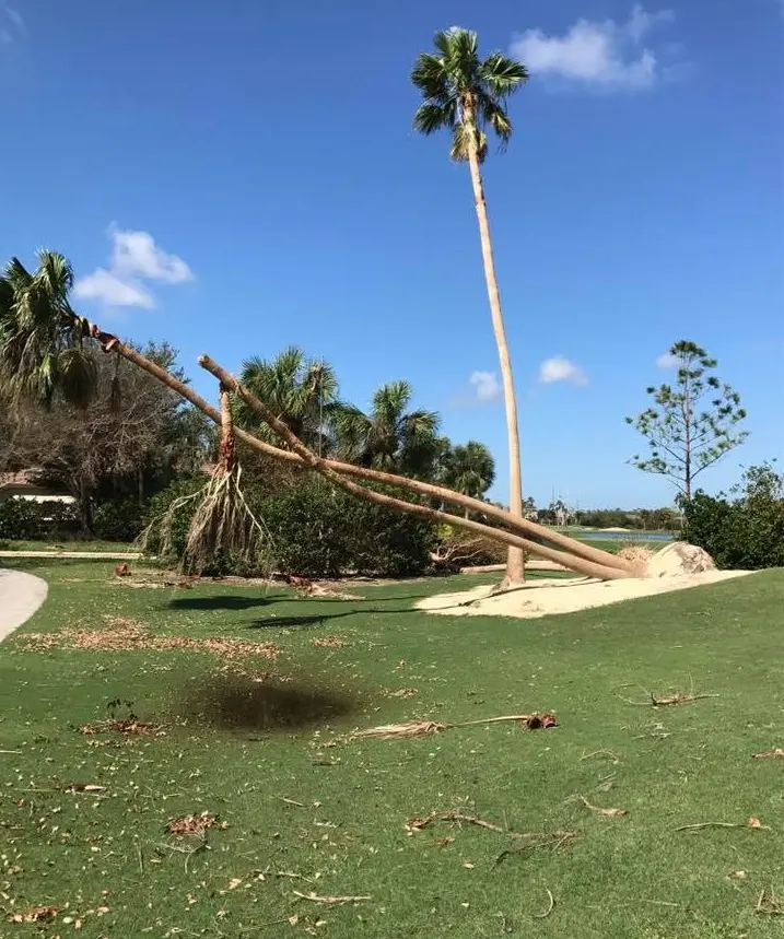 wind damaged palm trees