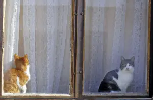 Cats sitting in a curtained window